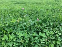 Red Clover