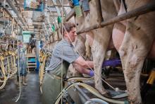 Dairy cow shed