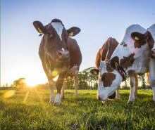 Cows in field