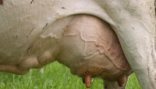 Dairy Cow