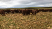 Cows in a field