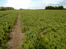 Soya bean crop