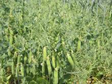 Pea crop