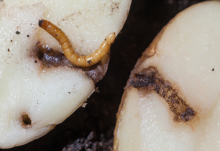 Wireworm damage on potato (Credit: Blackthorn Arable)