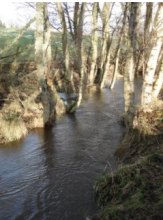 Wooded buffer strip