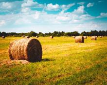 Bales of Hay