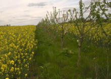 Agroforestry 