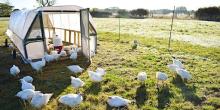 Pastured Poultry