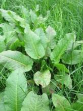 Dock Weeds