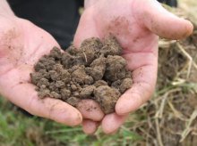 Soil In Hands