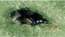 Orius Laevigatus