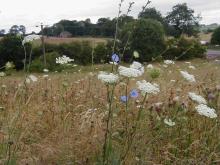 Wildflowers