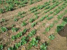 Intercrop plot at Stubton, Lincolnshire