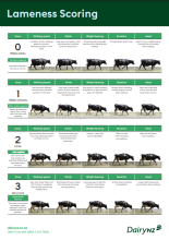 Lameness scoring poster