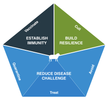 The five point plan for lameness in sheep