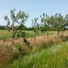 Agroforestry 