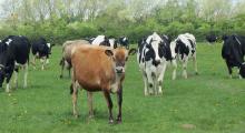 Cows on pasture