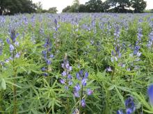 Blue lupins 