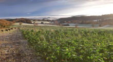 Diverse Forage crop