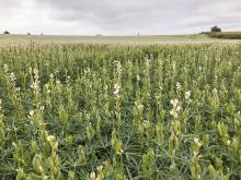 Lupins