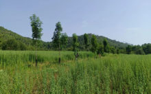 Hybrid walnut and common ash intercropped with cereals