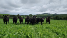 Cows on multi-species sward