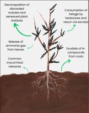 Faba Bean Diagram