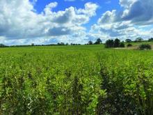 Bean crop