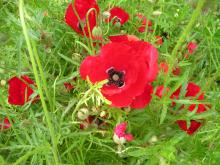 Poppies in flower