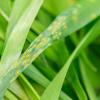 septoria