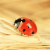 Ladybird