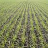 Rows of wheat crop