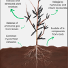 Faba Bean Diagram