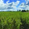 Bean crop