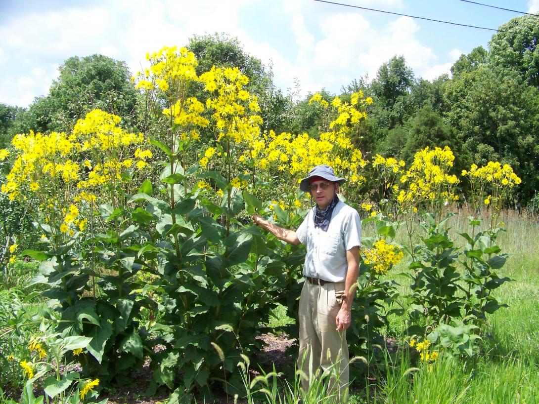 Silphium