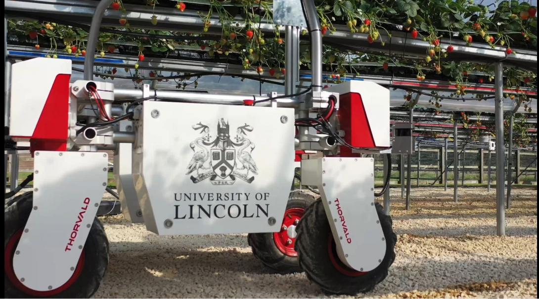 Robot working with strawberries