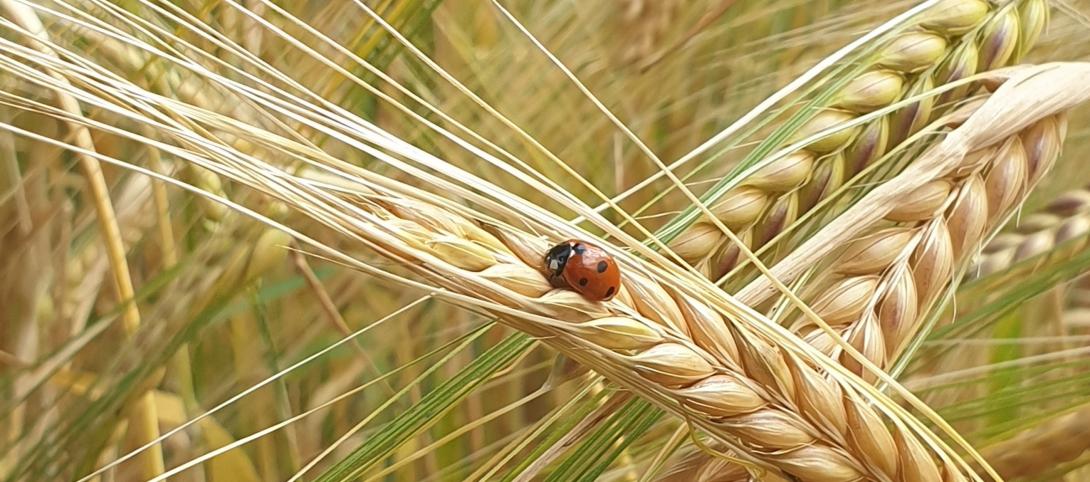 Ladybird on crop