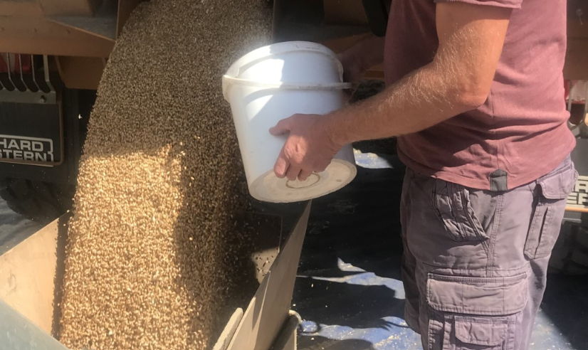 Grain sampling