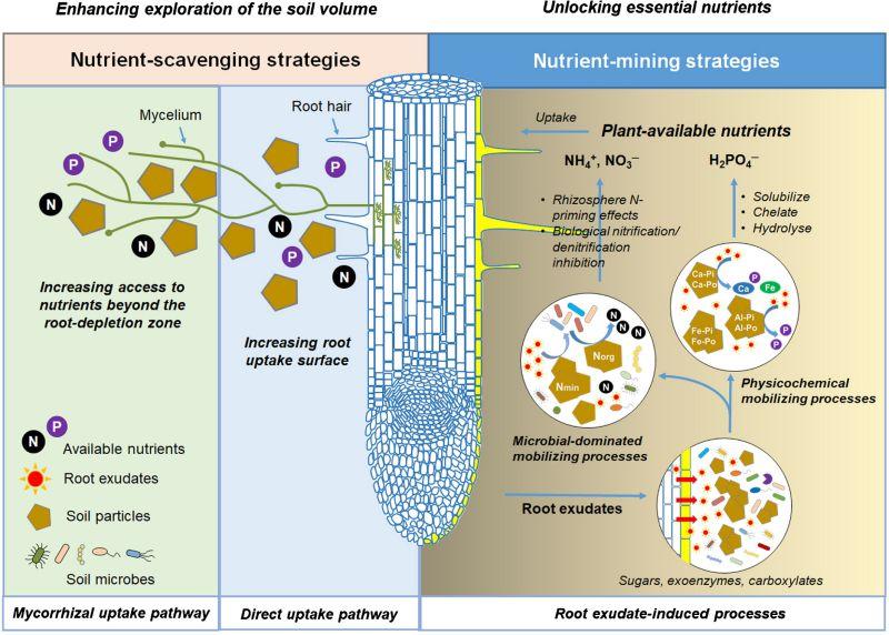 Diagram from Wen et al 2022 New Phyologist